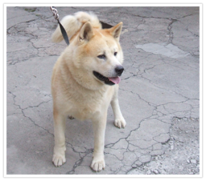 Akita Inu dermatite atopica