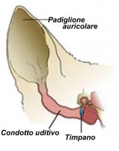 Anatonomia dell'orecchio del gatto