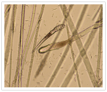 Demodex Canis