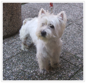 West Highland White Terrier demodicosi