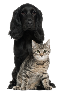 Se hai un cane o un gatto con problemi dermatologici contattaci